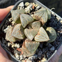 A person's hands holding a potted succulent plant with small, spiky leaves.