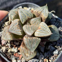 A close-up image of a potted succulent plant with distinctive, textured leaves.