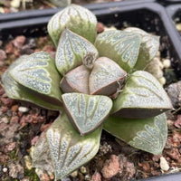 A close-up image of a succulent plant with green, spiky leaves arranged in a circular pattern.