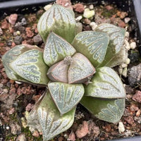A close-up image of a succulent plant with green, speckled leaves arranged in a circular pattern, placed in a black pot filled with small rocks.
