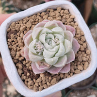 A hand is holding a small potted succulent plant with a pink and white flower.