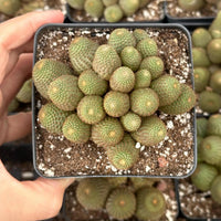 A hand is holding a small potted cactus with a cluster of green, spherical cacti in it.