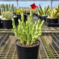 A potted cactus plant with a red flower in the center, surrounded by other potted plants in a greenhouse-like setting.