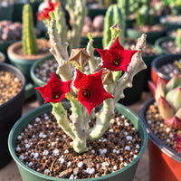 a close-up view of a potted plant with red flowers, surrounded by other potted plants in the background.