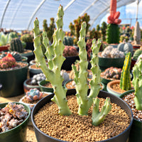 a variety of potted cacti and succulents arranged in a greenhouse-like setting. The plants have spiky green stems and are housed in black pots with a sandy soil mixture. The background is filled with more potted plants, creating a lush and vibrant display of cacti and succulents.