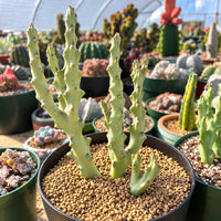 a variety of potted cacti and succulents arranged in a greenhouse-like setting. The plants have long, thin, and spiky green stems, and they are placed in a variety of pots with different sizes and shapes. The background is filled with more potted plants, creating a lush and vibrant display of cacti and succulents.