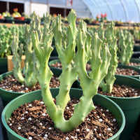 a close-up view of several potted cacti plants with long, thin, and spiky green stems. The plants are arranged in rows, with some of them placed in the foreground and others in the background. The pots are filled with soil and small white pebbles, providing a natural environment for the cacti to grow.