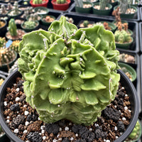 A close-up image of a large, green cactus plant in a black pot, surrounded by other potted plants in the background.