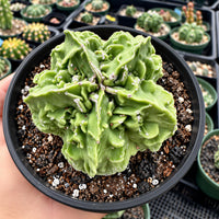 A hand is holding a black pot containing a large, green cactus plant with a unique, ruffled appearance.