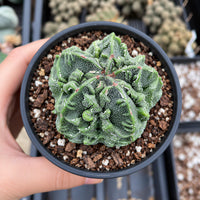 A hand is holding a small potted cactus plant with a textured, green surface.