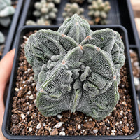 A close-up image of a cactus plant in a black pot, with a blurred background of other cacti.