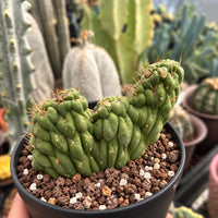 A close-up image of a cactus plant in a black pot, surrounded by other cacti in the background.