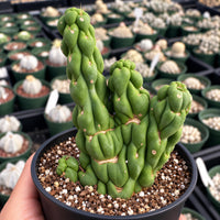 A hand is holding a potted cactus plant with a unique, twisted appearance. The cactus is surrounded by a variety of other potted plants in the background, creating a diverse and visually interesting scene.