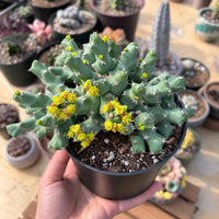A hand is holding a potted cactus plant with yellow flowers, surrounded by various potted plants in the background.