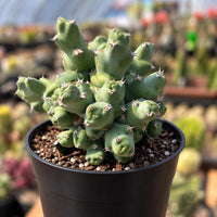 A potted cactus plant with spines and green, fleshy leaves sits in a black pot, surrounded by other potted plants in the background.