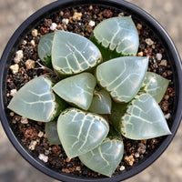 A potted succulent plant with green, fleshy leaves arranged in a circular pattern.