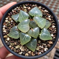 A hand is holding a small potted succulent plant with green, jagged leaves. The plant is placed on a bed of small rocks and pebbles.