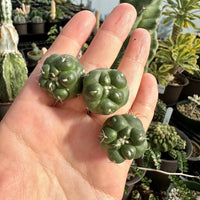 A hand holding three small, green cacti with spines.