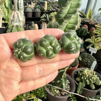 A hand holding three small, green cacti with spines in a greenhouse filled with various other cacti and succulents.