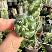 A person's fingers are holding a small cactus with numerous spines, surrounded by other cacti in various pots.