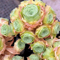 A close-up image of a cluster of vibrant green succulent plants with delicate pink and yellow petals, creating a visually striking and colorful display.