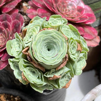 Rare Succulents - Aeonium Greenovia Moonlight Cluster