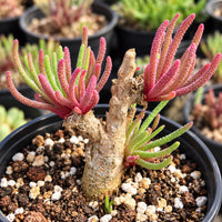 A potted succulent plant with long, thin, spiky leaves in shades of pink and green, surrounded by small white pebbles.