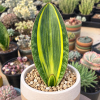 a variety of potted plants, including a large potted plant with a distinctive green and yellow leaf, surrounded by smaller plants and flowers.