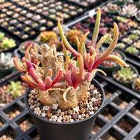A potted succulent plant with long, thin leaves and a brown, spiny stem is the main focus of the image. The plant is surrounded by a variety of other potted plants and succulents in the background, creating a lush and vibrant display.