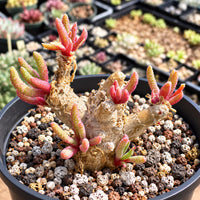 A potted succulent plant with long, spiky leaves and small, colorful flowers sits on a bed of small pebbles.