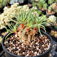 A potted succulent plant with long, thin leaves sits in a black pot filled with a mix of small rocks and pebbles.
