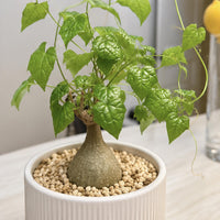 A potted succulent plant with green leaves sits on a bed of small pebbles, creating a natural and visually appealing display.
