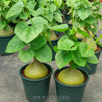 several potted succulent plants with large, green leaves arranged in a row.