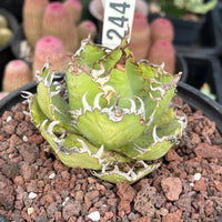 A close-up image of a green cactus plant with a white label attached, placed in a pot filled with small rocks.
