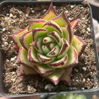 A hand is holding a small potted succulent with a vibrant green and red flower, surrounded by other potted succulents in various sizes and colors.