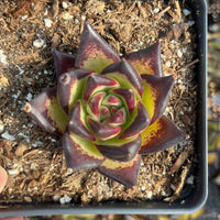 A hand is holding a small potted succulent plant with a vibrant, multi-colored flower.