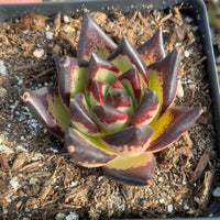A hand is holding a small potted succulent plant with a vibrant red and yellow color pattern.