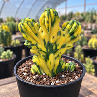A potted cactus plant with yellow and green striped patterns, placed on a wooden surface.