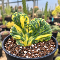 A close-up image of a cactus plant with a unique, twisted, and spiky appearance, surrounded by a mix of other cacti and succulents in the background.