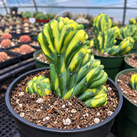 A close-up image of a cactus plant with vibrant green and yellow colors, surrounded by other cacti in pots.