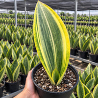 A hand is holding a potted plant with a large, vibrant green leaf and a yellow stripe, surrounded by rows of similar potted plants in a greenhouse-like setting.