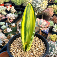A potted plant with a tall, thin, and vibrant green leaf stands out in the foreground, surrounded by a variety of other potted plants in the background.