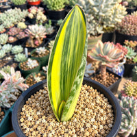 a variety of potted plants, including a tall, narrow plant with a distinctive green and yellow striped leaf, surrounded by smaller plants in the background.