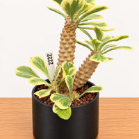A potted succulent plant with green and yellow leaves, placed on a wooden surface.