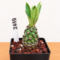 WYSIWYG - Rare Succulents - Euphorbia Pachypodioides 2479