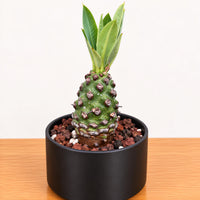 WYSIWYG - Rare Succulents - Euphorbia Pachypodioides 2479