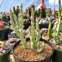 a variety of potted plants, including cacti, arranged in a greenhouse-like setting. The plants are housed in green pots and are placed on a bed of brown soil. The image is a collage of multiple images, showcasing different types of potted plants and their unique features.