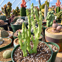 a variety of potted cacti and succulents arranged in a greenhouse-like setting. The plants are housed in green pots and are surrounded by soil and small rocks, creating a natural and visually appealing display.