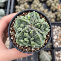 A hand is holding a small potted cactus plant with a textured, spiny green surface.