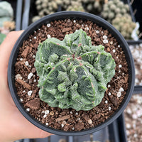 A hand is holding a black pot containing a small, green cactus plant with a spiky, textured appearance.